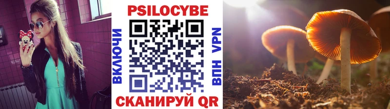 гидра ссылка  Ногинск  Псилоцибиновые грибы Cubensis 